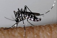 moustique_3-4.jpg