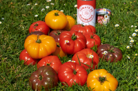 page-145---tomates_marmande-2.png