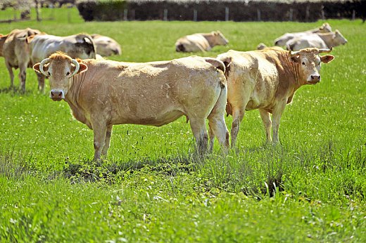 labastide_XCG4015.jpg